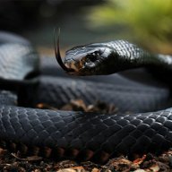BlackMamba